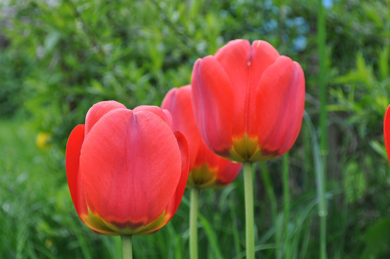 Tulpės, Raudona, Gėlės, Nemokamos Nuotraukos,  Nemokama Licenzija