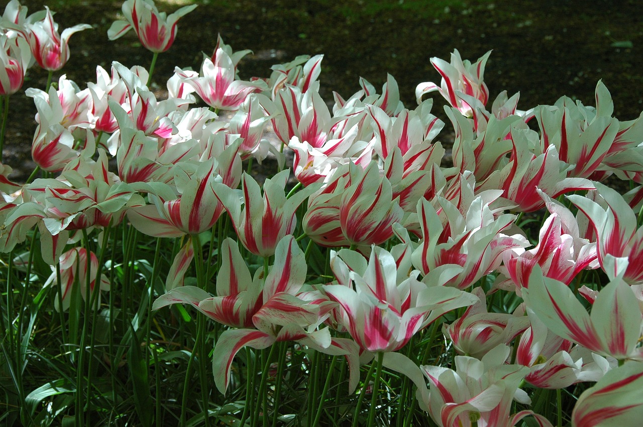 Tulpės, Gėlės, Holland, Nemokamos Nuotraukos,  Nemokama Licenzija