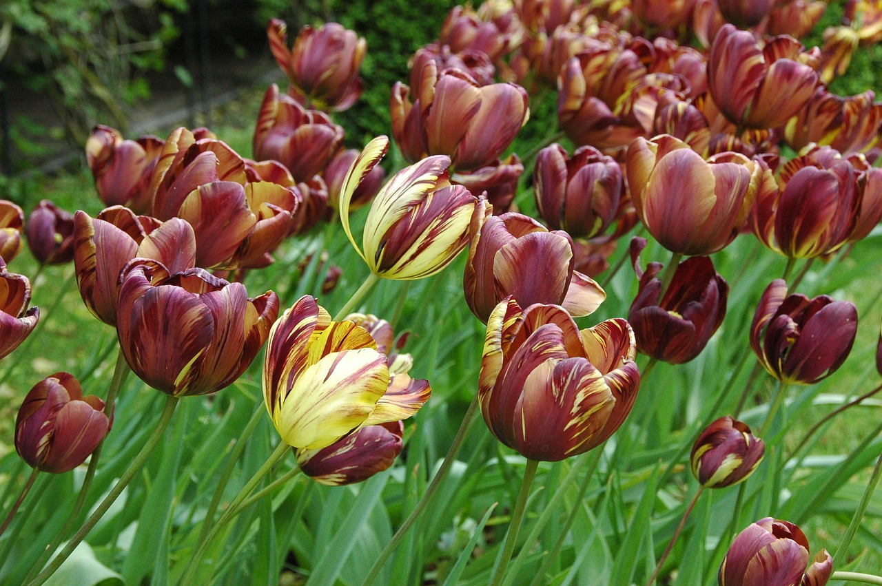 Tulpės, Tulpė, Gėlės, Holland, Laukai, Vasara, Gėlė, Spalvos, Deverce, Nemokamos Nuotraukos