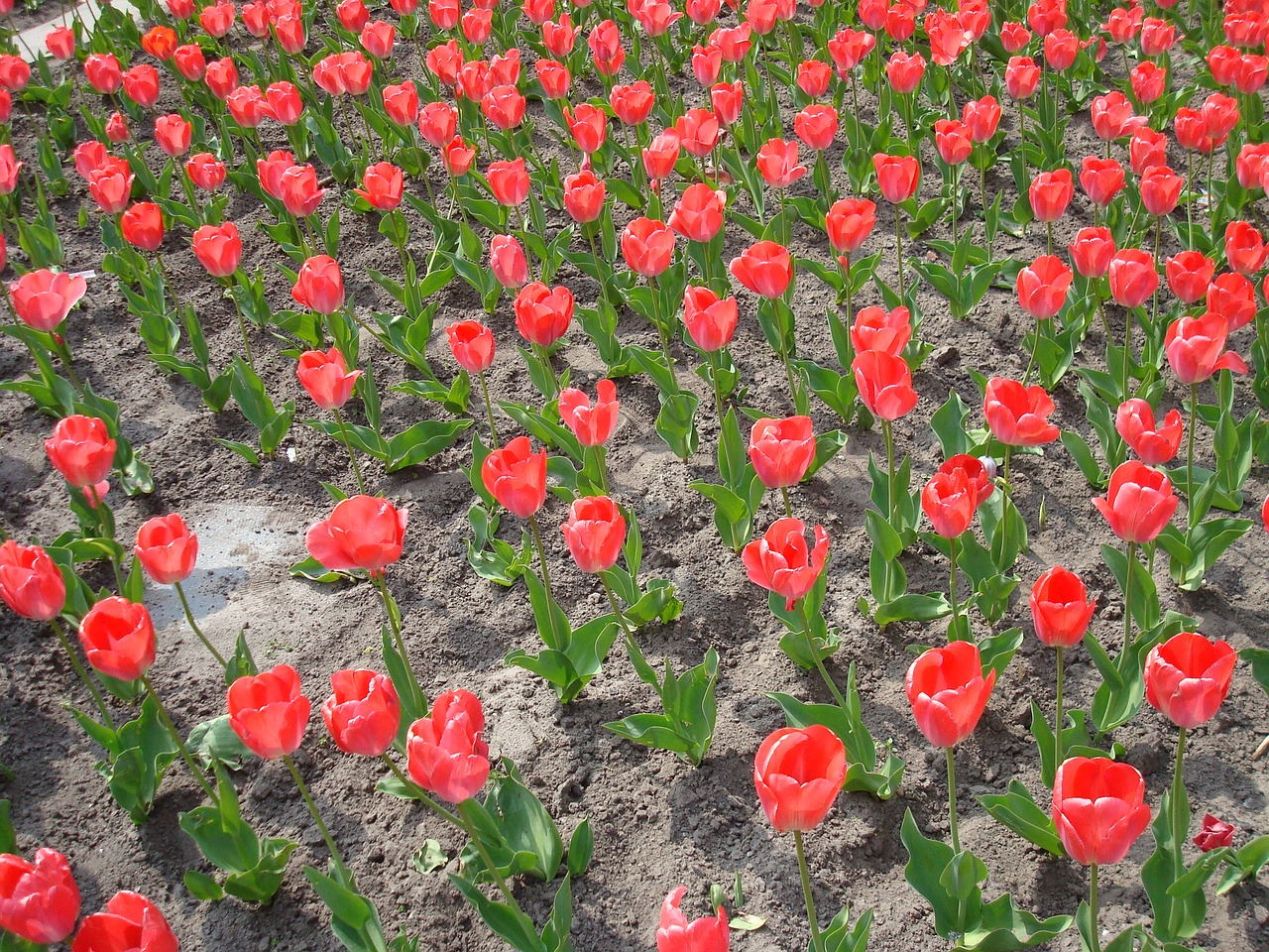 Tulpės, Holland, Olandų, Tulpių Laukai, Tulpių Laukas, Tulpenbluete, Žydėjo, Gėlės, Spalvinga, Žydėti