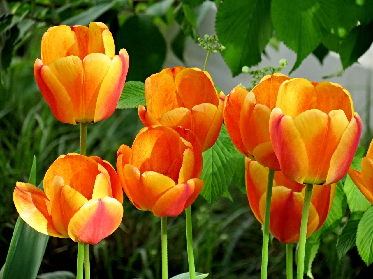 Tulpės, Oranžinė, Žiedas, Žydėti, Gėlė, Pavasaris, Oranžinės Tulpės, Gamta, Uždaryti, Tulpenbluete