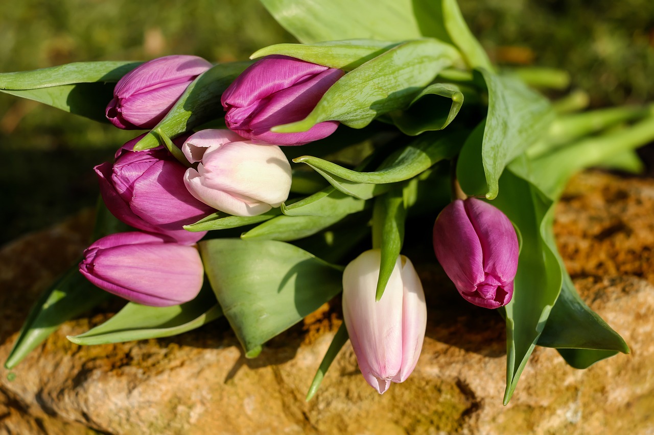 Tulpės, Gėlės, Pavasario Puokštė, Spalvinga, Kvepalai, Žydėti, Rožinis, Flora, Augalas, Pavasaris