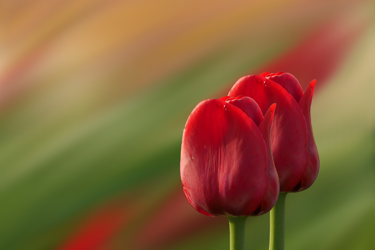 Tulpės, Raudona, Gėlės, Nemokamos Nuotraukos,  Nemokama Licenzija