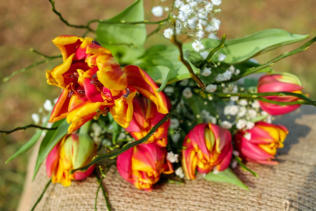Tulpės, Gėlės, Tulpių Puokštė, Žydėti, Raudona Geltona, Užpildytos Tulpės, Spalvinga, Gypsophila, Skintos Gėlės, Pavasaris