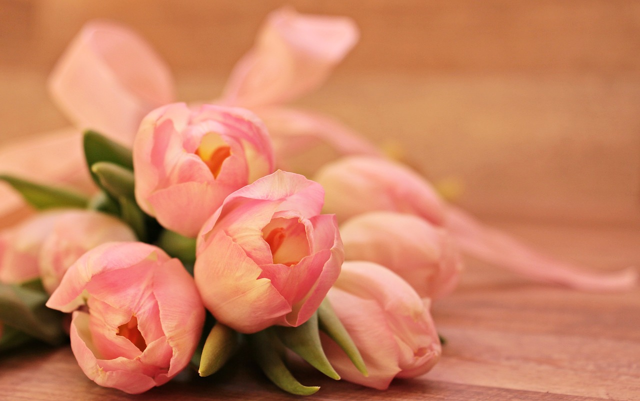 Tulpės, Tulipa, Gėlės, Schnittblume, Veislinis Tulpis, Pavasaris, Ankstyvas Bloomer, Rožinis, Rožinės Tulpės, Minkštas Rožinis