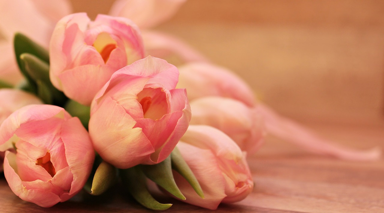 Tulpės, Tulipa, Drugelis, Rožinė Drugelis, Gėlės, Schnittblume, Veislinis Tulpis, Pavasaris, Ankstyvas Bloomer, Rožinis