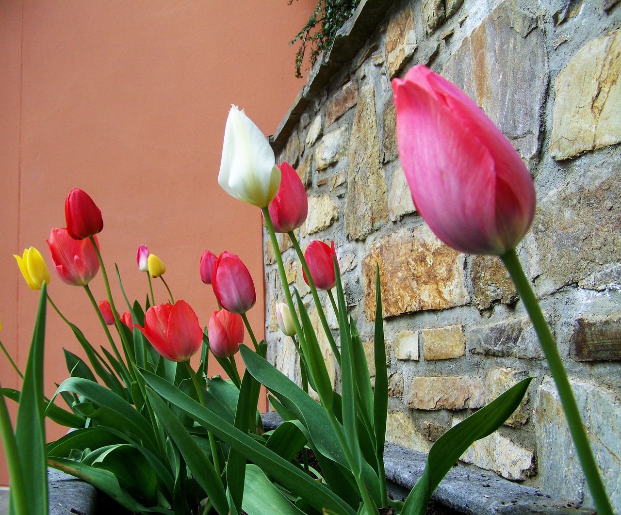 Tulpės, Pavasario Gėlė, Svogūnėlė, Nemokamos Nuotraukos,  Nemokama Licenzija