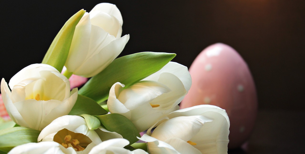 Tulpės, Tulipa, Velykinis Kiaušinis, Rožinė Velykų Kiaušinis, Rožinis, Balta, Gėlės, Schnittblume, Veislinis Tulpis, Pavasaris