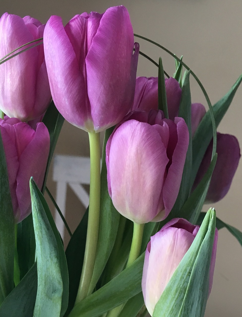 Tulpės, Gėlė, Violetinė, Nemokamos Nuotraukos,  Nemokama Licenzija