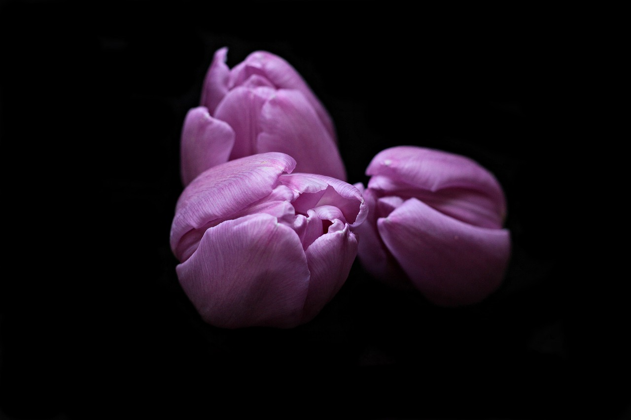 Tulpės, Gėlės, Tulpine Gėlė, Tulpių Galvutės, Juodas Fonas, Violetinė, Violetinė, Violetinės Tulpes, Flora, Pavasaris