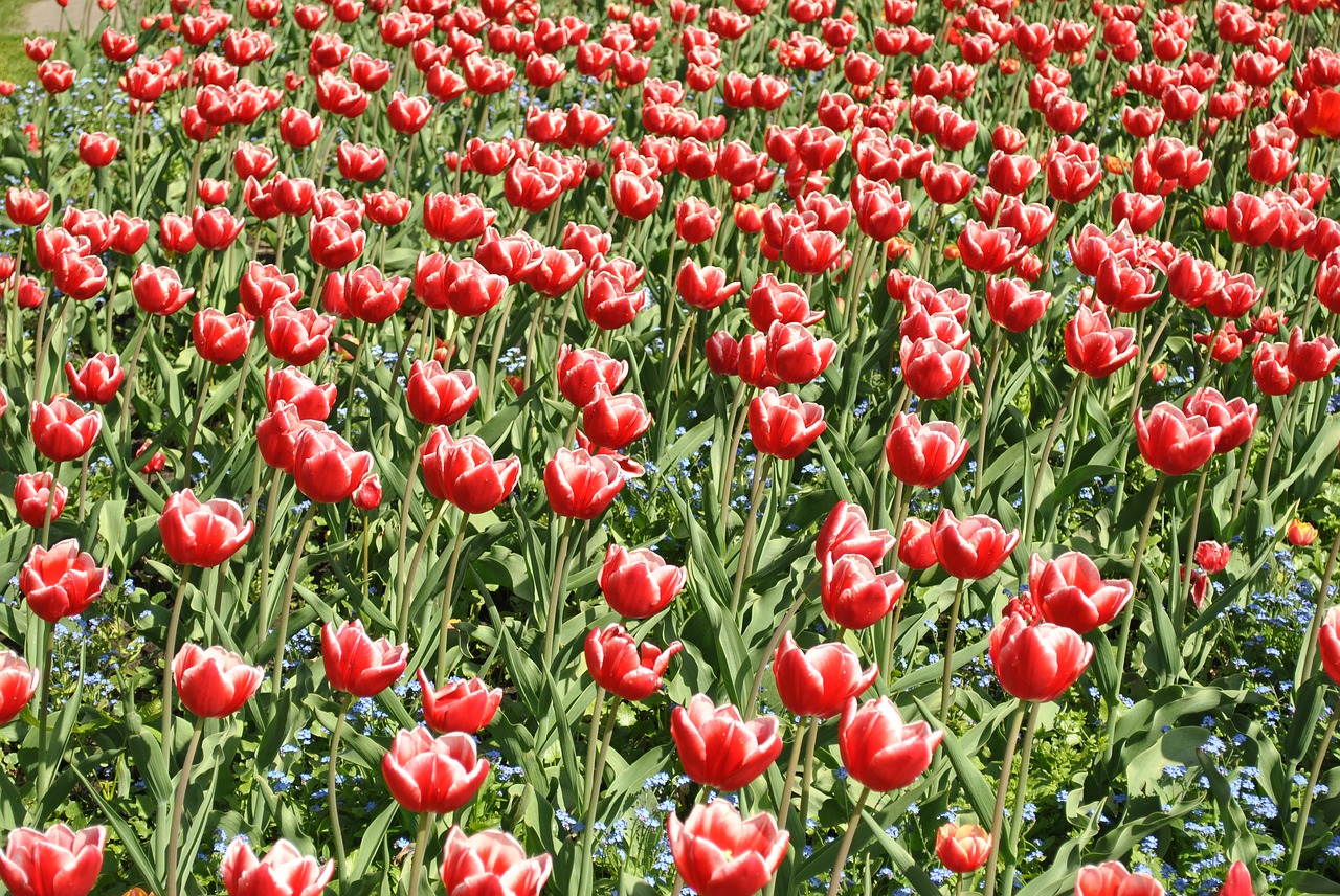 Tulpės, Raudonos Gėlės, Tulpių Laukas, Nemokamos Nuotraukos,  Nemokama Licenzija