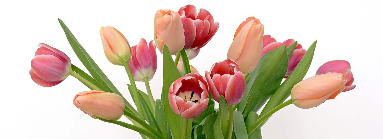 Tulpės, Gėlės, Abrikosas, Rožinis, Gamta, Pavasaris, Pavasario Pabudimas, Frühlingsanfang, Pavasario Gėlės, Motinos Diena