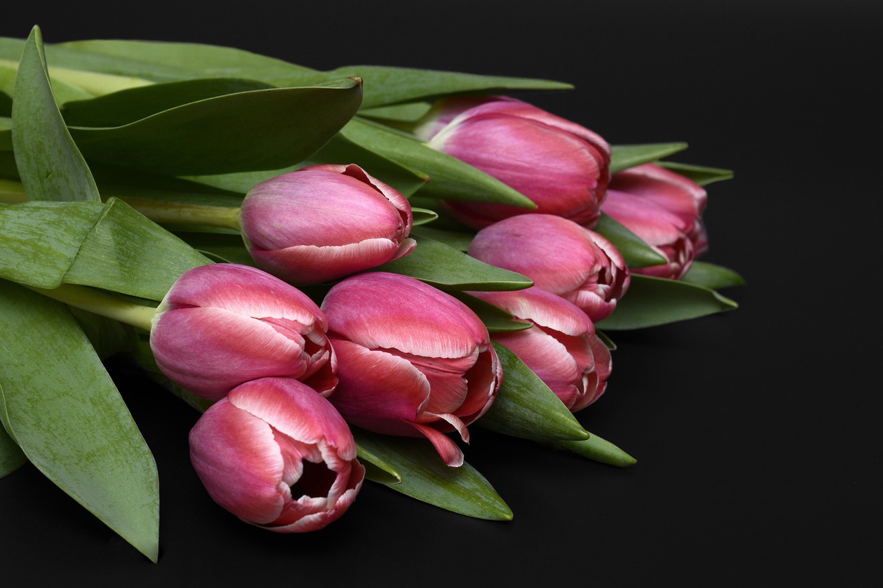 Tulpės, Gėlės, Rožinis, Gamta, Pavasaris, Pavasario Pabudimas, Frühlingsanfang, Pavasario Gėlės, Motinos Diena, Gėlių Puokštė