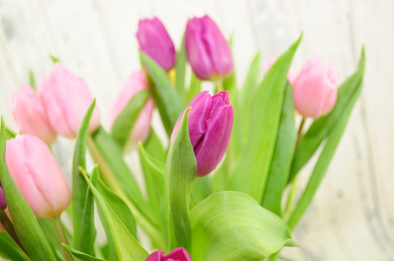 Tulpės, Violetinė, Gėlės, Pavasaris, Pavasario Gėlė, Rožinis, Nemokamos Nuotraukos,  Nemokama Licenzija