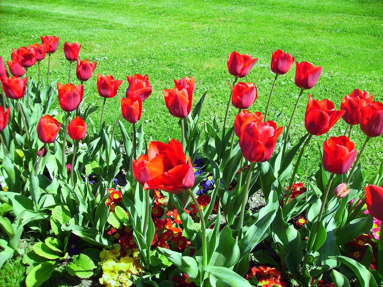 Tulpės, Sodas, Gėlė, Raudona, Pavasaris, Augalas, Gamta, Chan, Turkija, Parkas