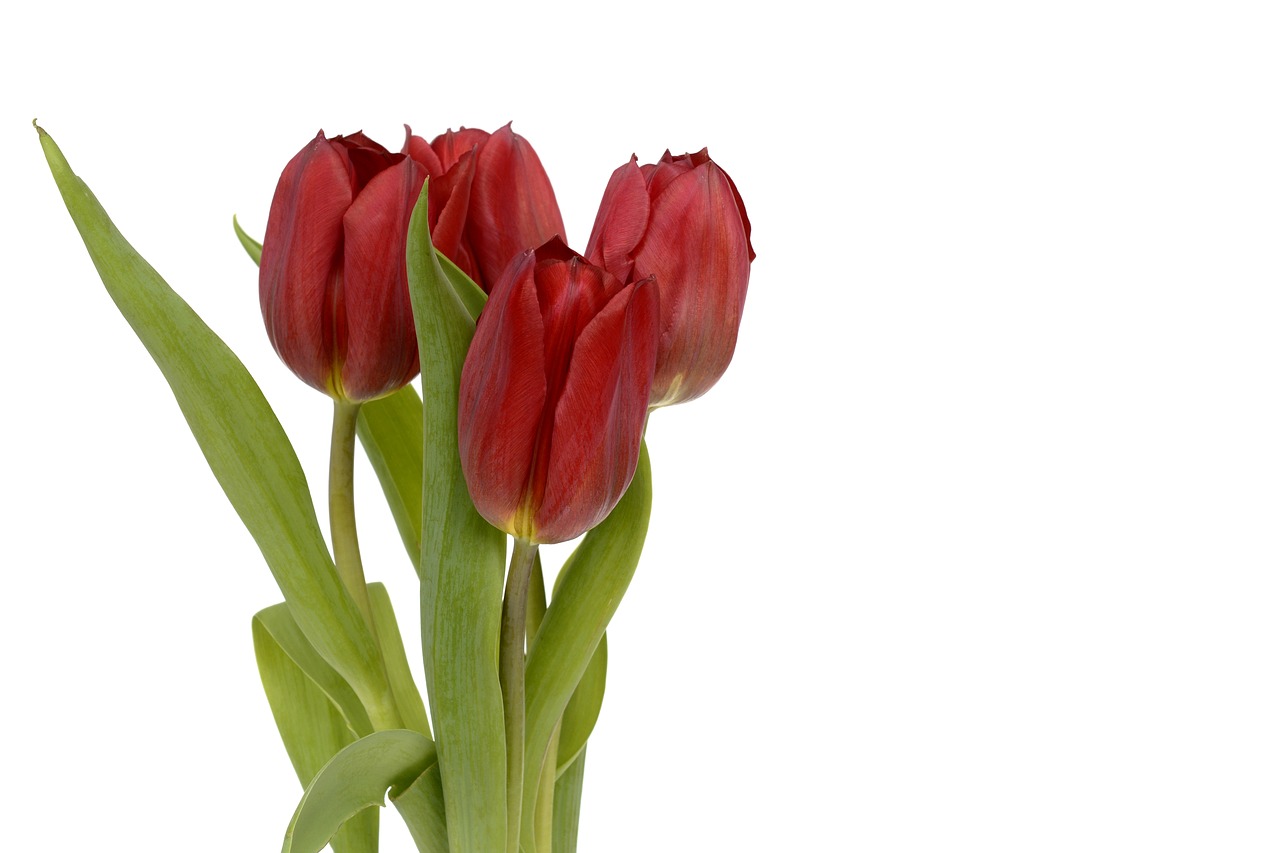 Tulpės, Gėlės, Lapai, Pavasaris, Uždaryti, Gamta, Pavasario Gėlės, Raudona, Frühlingsanfang, Ačiū
