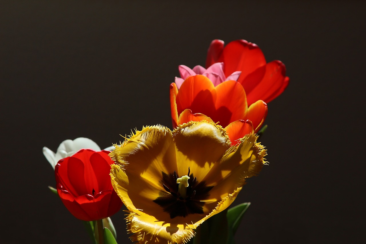 Tulpės, Tulipa, Lelija, Liliaceae, Geltona, Trijų Lobių Randas, Pavasaris, Pavasario Gėlė, Uždaryti, Flora