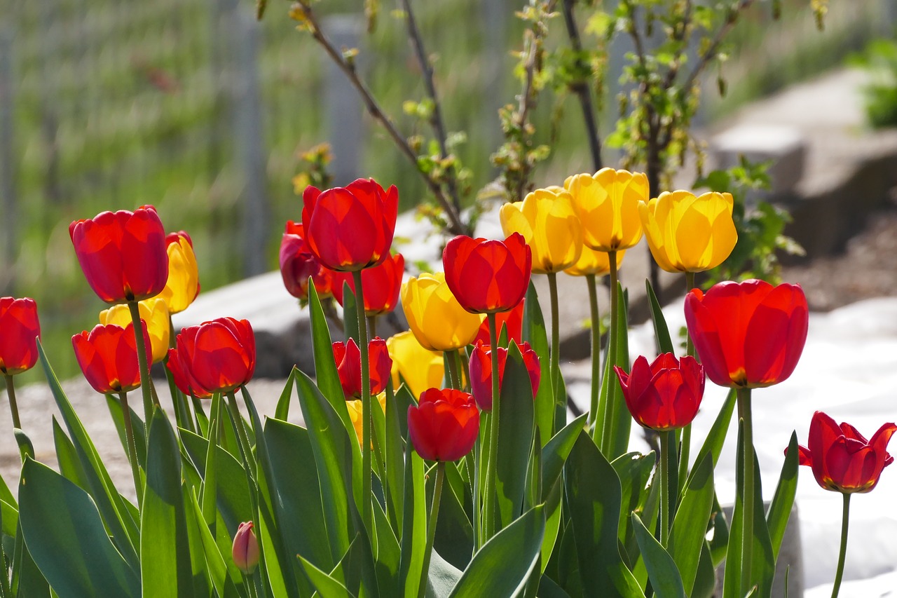 Tulpės, Pavasaris, Gamta, Raudona, Gėlės, Pavasario Gėlė, Tulpių Laukai, Žydėjo, Sodas, Nemokamos Nuotraukos