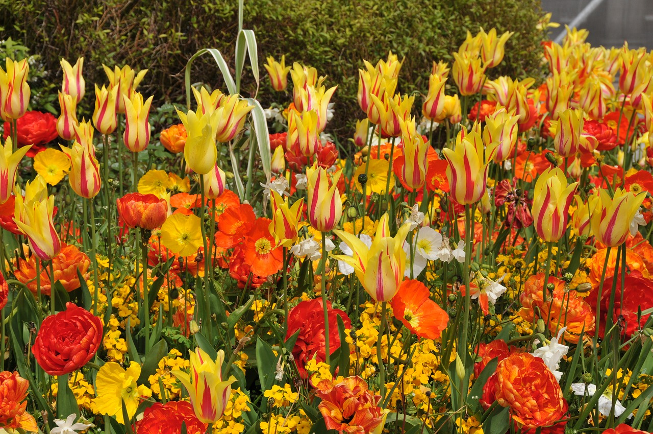 Tulpės, Pavasaris, Gyvas, Nemokamos Nuotraukos,  Nemokama Licenzija