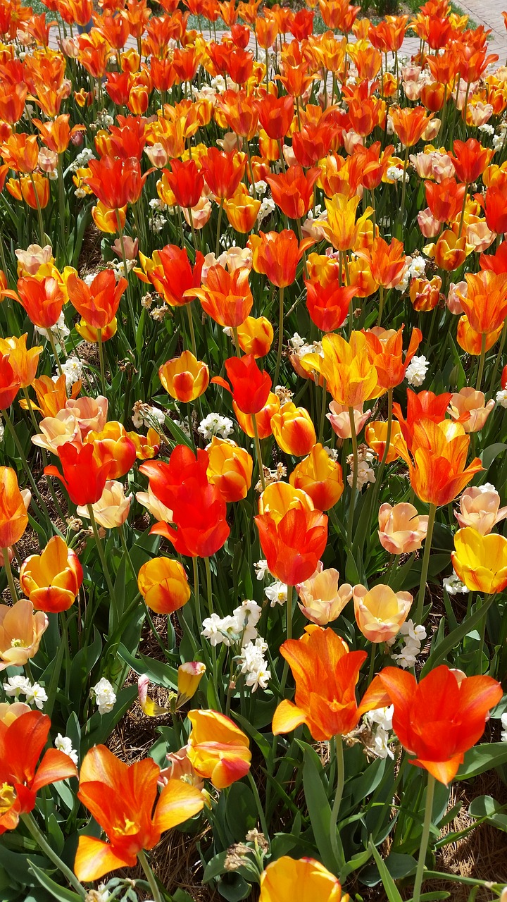 Tulpės, Gėlės, Pavasaris, Nemokamos Nuotraukos,  Nemokama Licenzija