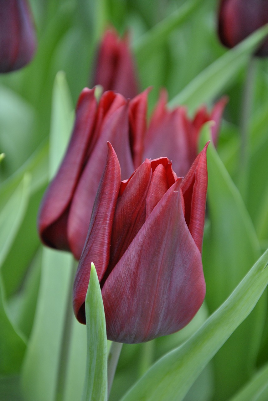 Tulpės, Holland, Pavasaris, Pavasario Gėlės, Holandas Tulpės, Nemokamos Nuotraukos,  Nemokama Licenzija