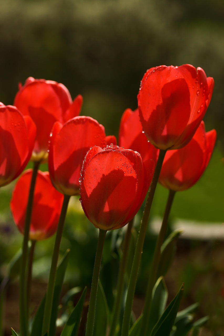 Tulpės, Pavasaris, Gėlė, Raudona, Gėlės, Pavasario Gėlė, Makro, Tulpių Laukas, Vasara, Augalas