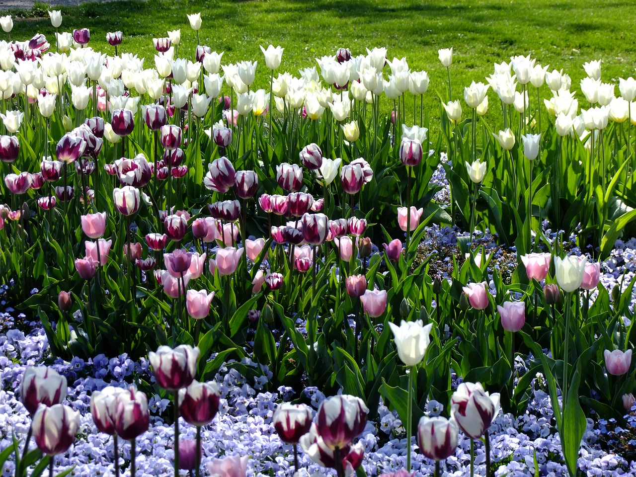 Tulpės, Tulipa, Veislinis Tulpis, Tulpenzwiebel, Schnittblume, Gėlė, Pavasaris, Žiedas, Žydėti, Lelija