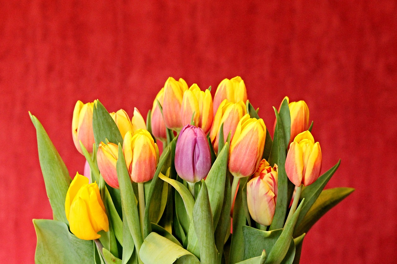 Tulpės, Tulpių Puokštė, Gėlių Puokštė, Gėlės, Pavasaris, Puokštė, Pavasario Gėlė, Spalvinga, Gamta, Tulipa