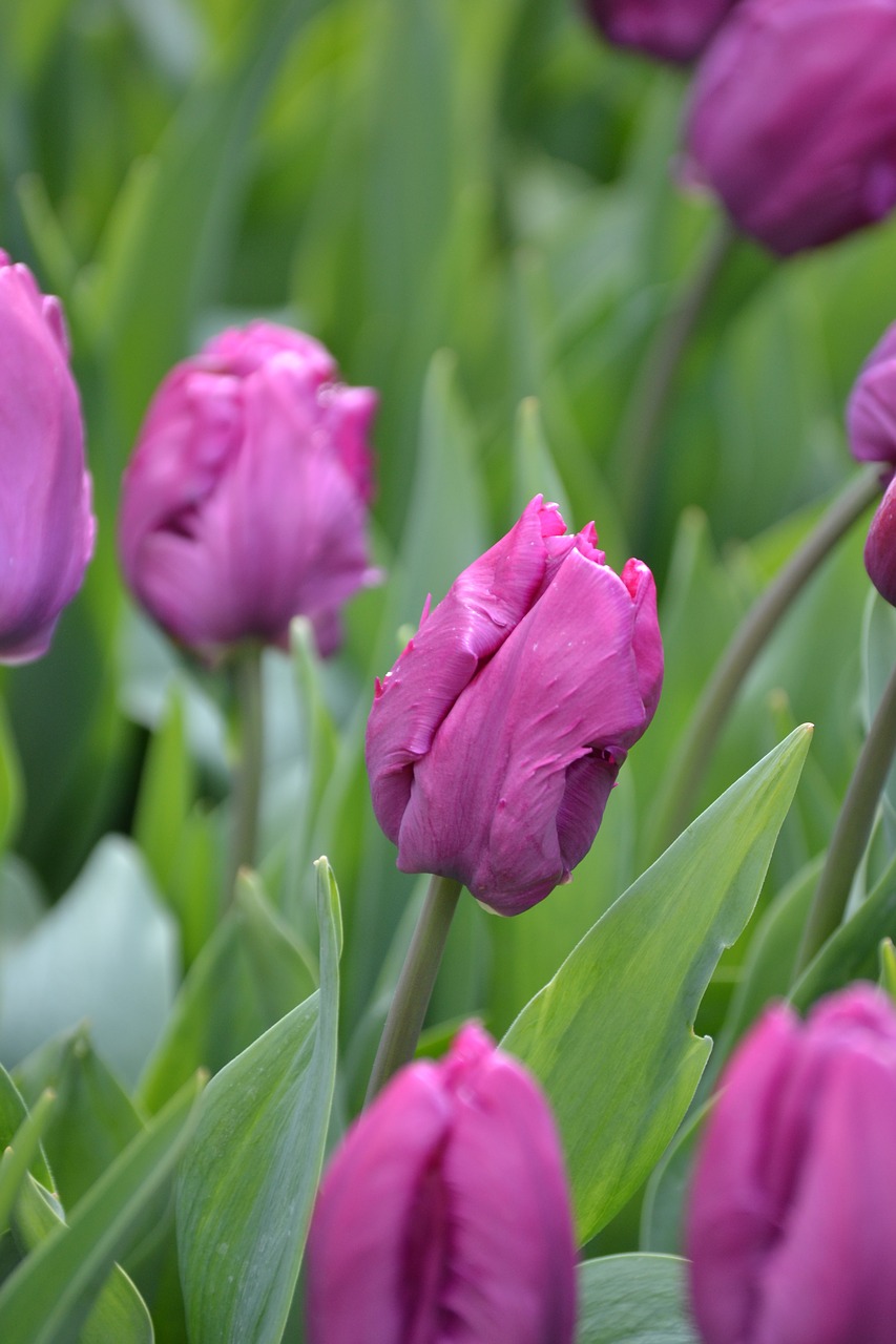 Tulpės, Violetinė, Purpurinės Gėlės, Gėlės, Uždaryti, Violetinė, Gamta, Pavasaris, Veislinis Tulpis, Nemokamos Nuotraukos