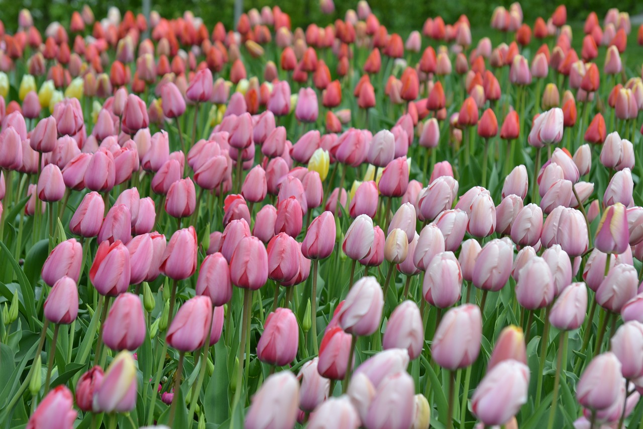 Tulpės, Gėlių Jūra, Tulpenbluete, Gėlės, Spalvinga, Pavasaris, Ryškios Spalvos, Tulpių Laukas, Nemokamos Nuotraukos,  Nemokama Licenzija