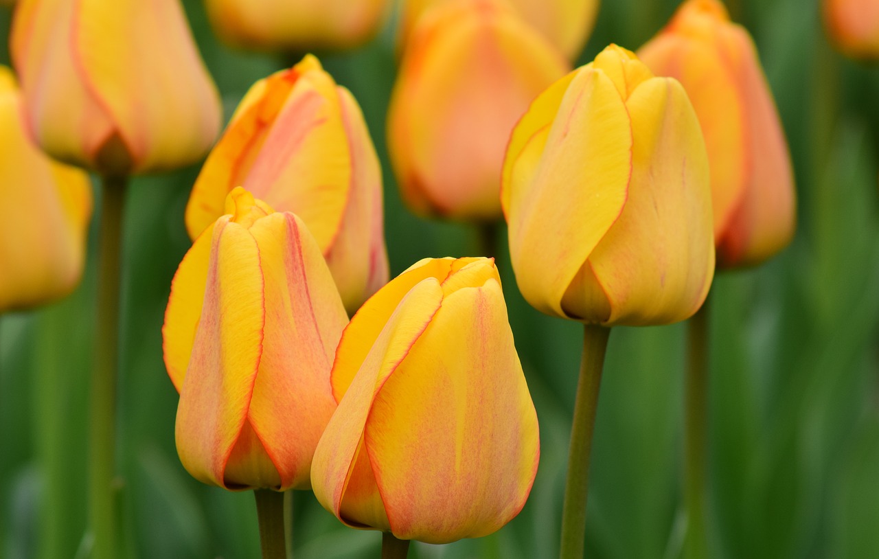 Tulpės, Geltona, Pavasaris, Gėlės, Pavasario Gėlė, Skintos Gėlės, Geltonos Gėlės, Geltonos Tulpės, Gražus, Atvirukas