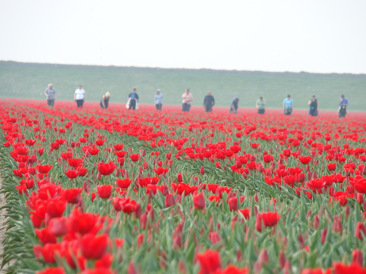 Tulpės, Žemdirbystė, Holland, Darbas, Pavasaris, Gėlės, Nemokamos Nuotraukos,  Nemokama Licenzija
