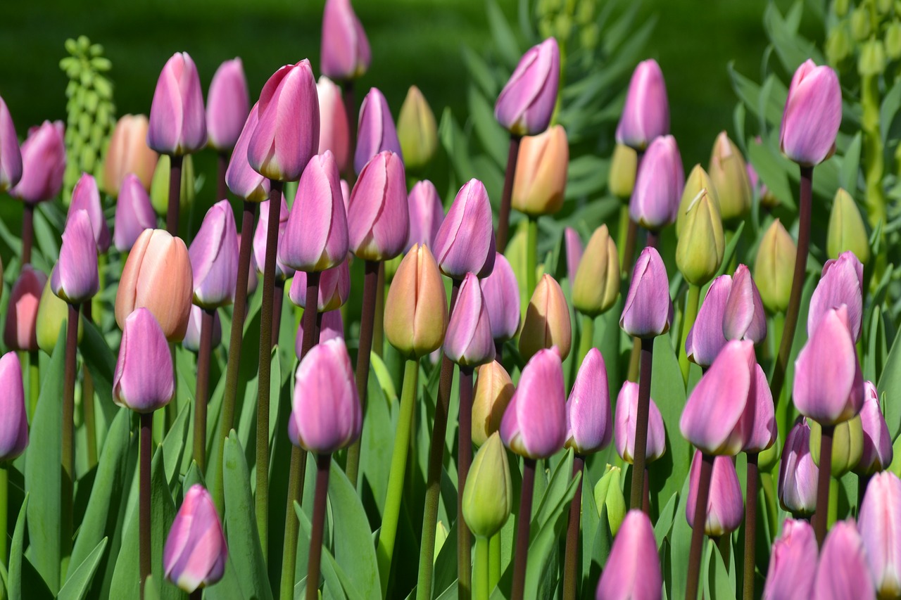 Tulpės, Tulpių Laukas, Tulpenbluete, Holland, Gėlės, Gamta, Pavasaris, Violetinė, Geliu Lova, Nemokamos Nuotraukos