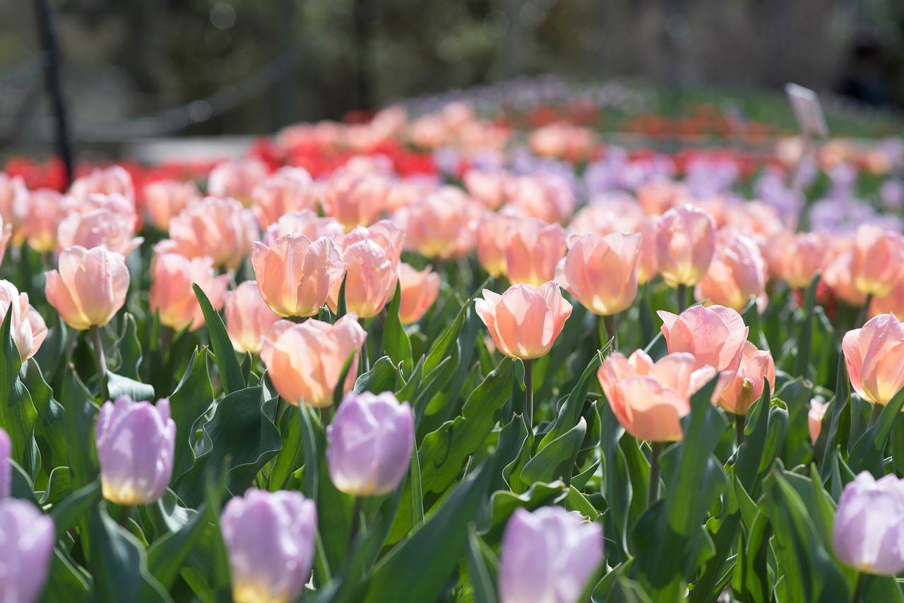Tulpės, Sherwood Sodai, Gėlės, Nemokamos Nuotraukos,  Nemokama Licenzija