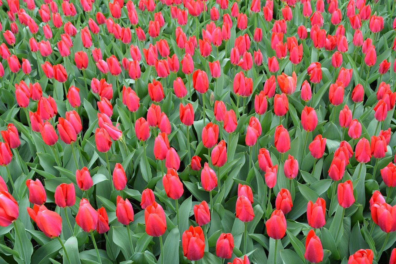 Tulpės, Raudona, Gėlės, Holland, Amsterdamas, Keukenhof, Žydėti, Pavasaris, Žalias, Šviežias