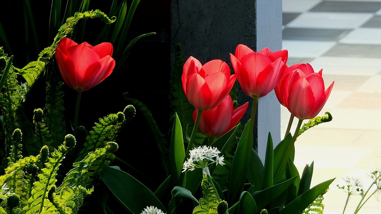 Tulpės, Raudonos Tulpės, Gėlės, Pavasaris, Balandis, Pavasario Gėlės, Raudonos Gėlės, Papartis, Tulpių Žiedlapiai, Gražus Vakaras