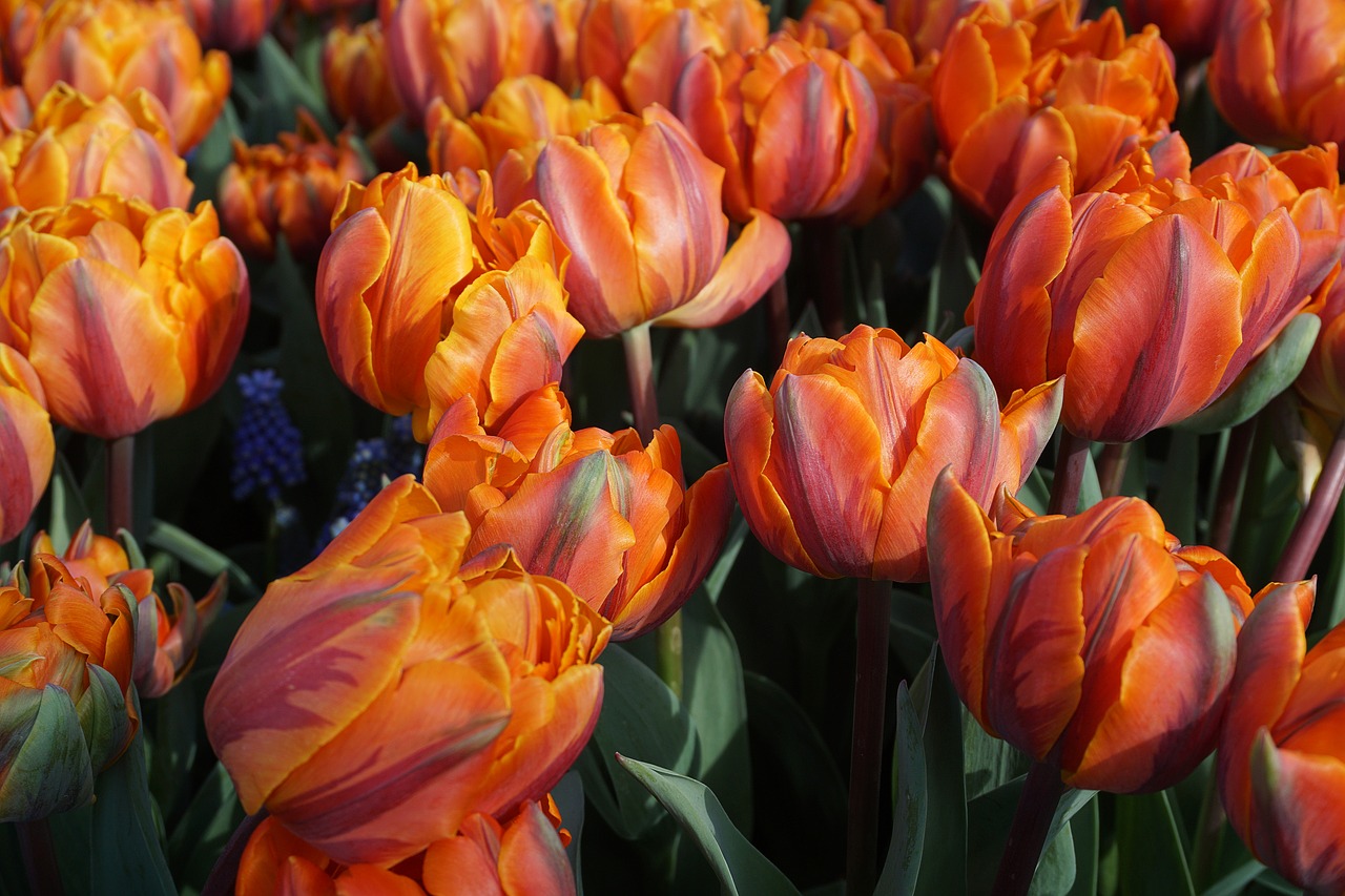 Tulpės, Holland, Gėlių Sritis, Žydėjo, Tulpių Laukas, Gėlė, Pavasaris, Augalas, Spalvinga, Uždaryti