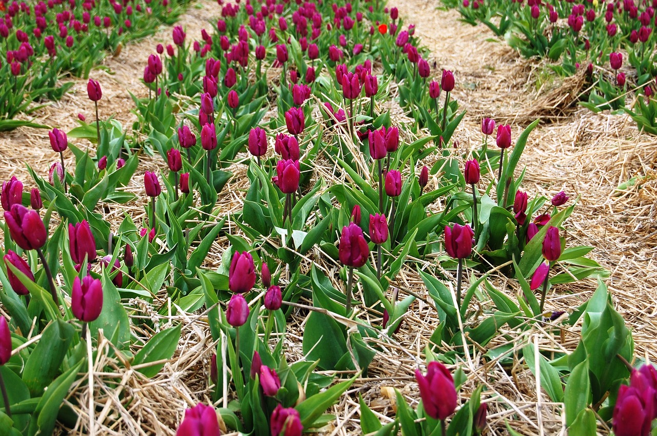 Tulpės, Plantacija, Iškylai, Laukas Tulpių, Gėlės, Nemokamos Nuotraukos,  Nemokama Licenzija