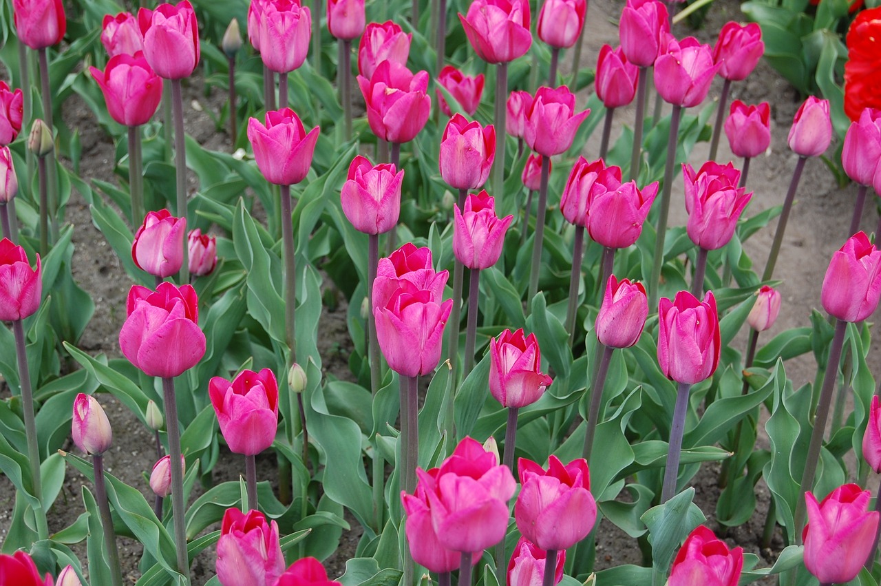 Tulpės, Rožinis, Plantacija, Iškylai, Laukas Tulpių, Gėlės, Nemokamos Nuotraukos,  Nemokama Licenzija