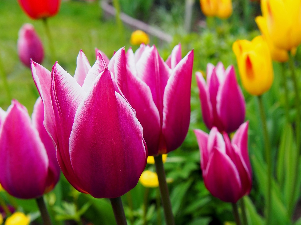 Tulpės, Tulpė, Gėlės, Augalas, Gamta, Grožis, Taurė, Žydi, Spalvos, Pavasaris