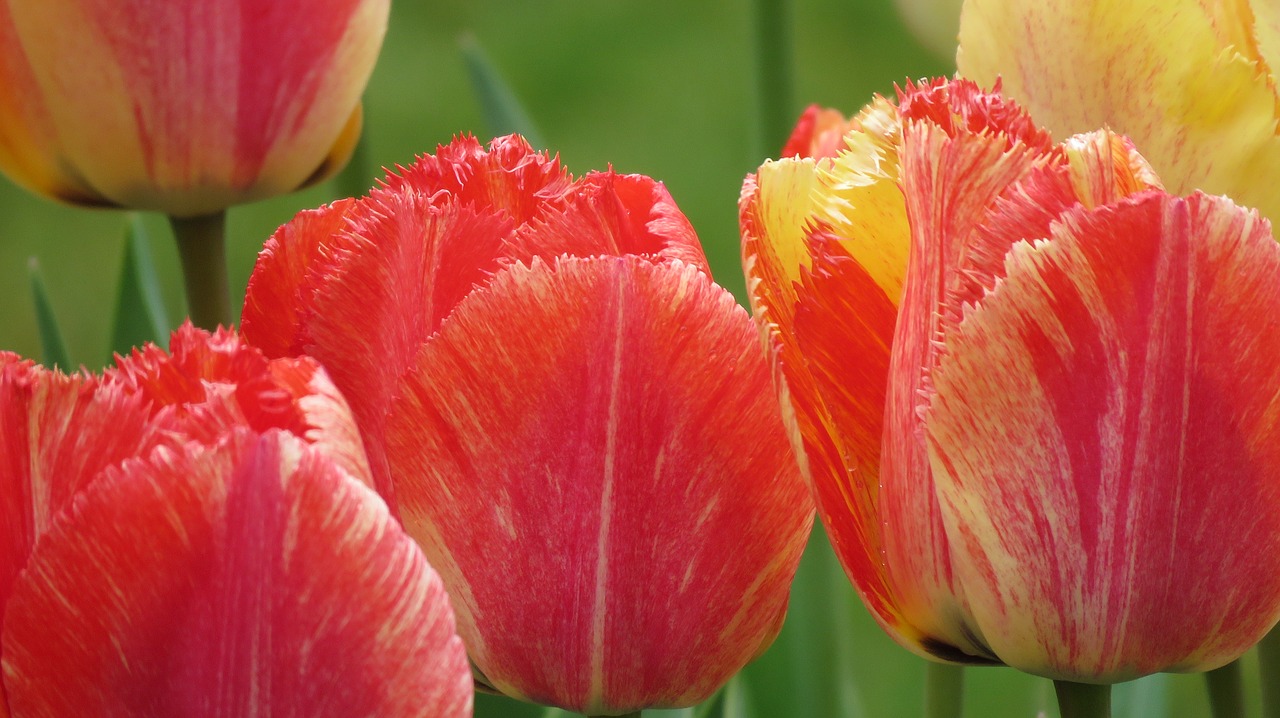 Tulpės, Pavasaris, Spalva, Pavasario Gėlė, Frühlingsanfang, Frühlingsblüher, Flora, Nemokamos Nuotraukos,  Nemokama Licenzija