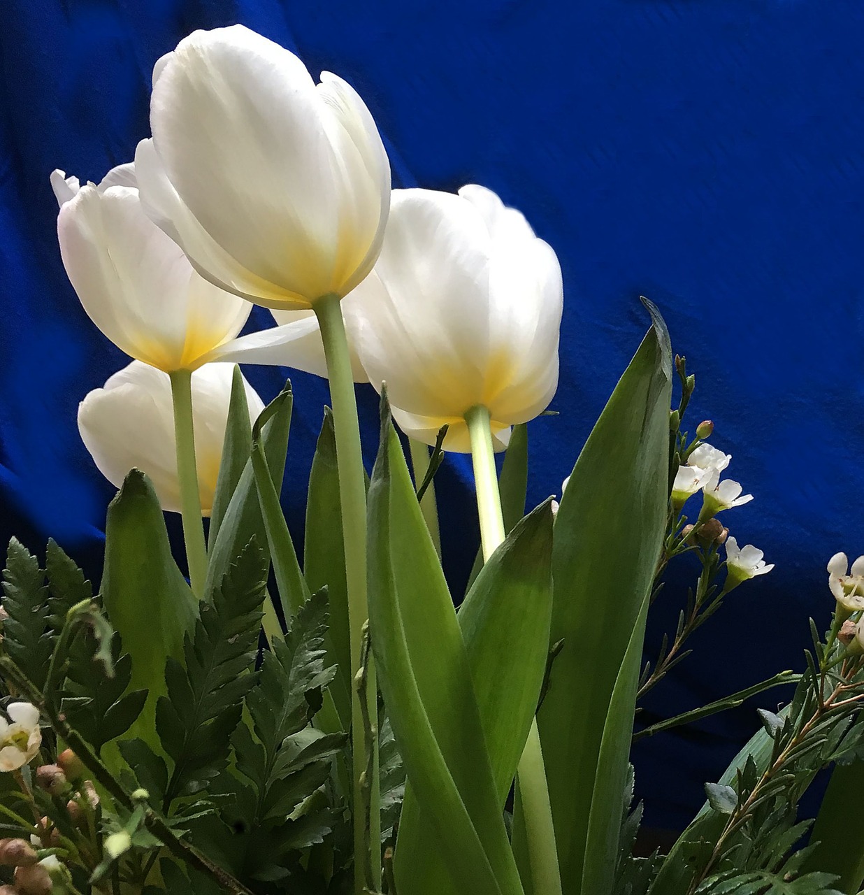 Tulpės, Strausas, Gėlės, Schnittblume, Balti Žiedlapiai, Nemokamos Nuotraukos,  Nemokama Licenzija