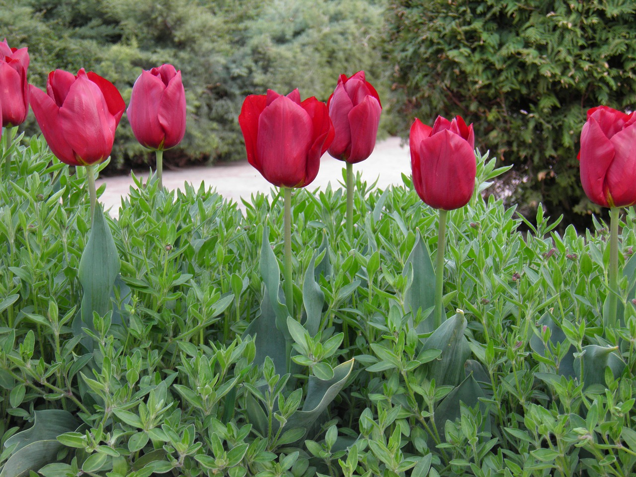 Tulpės, Gėlė, Tulpė, Nemokamos Nuotraukos,  Nemokama Licenzija