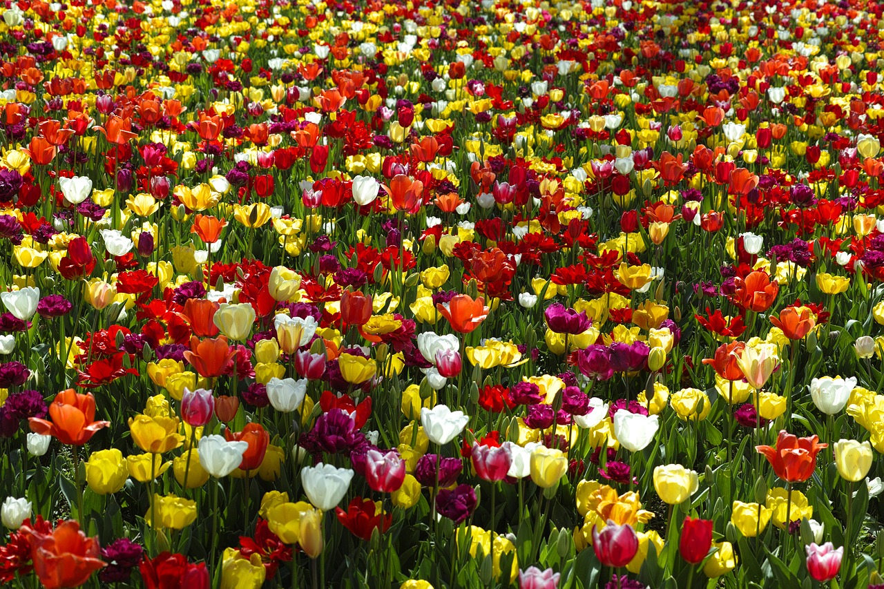 Tulpės, Gėlė, Gėlės, Gamta, Augalas, Gražus, Pavasaris, Makro, Sodas, Gėlių Paveikslėlis