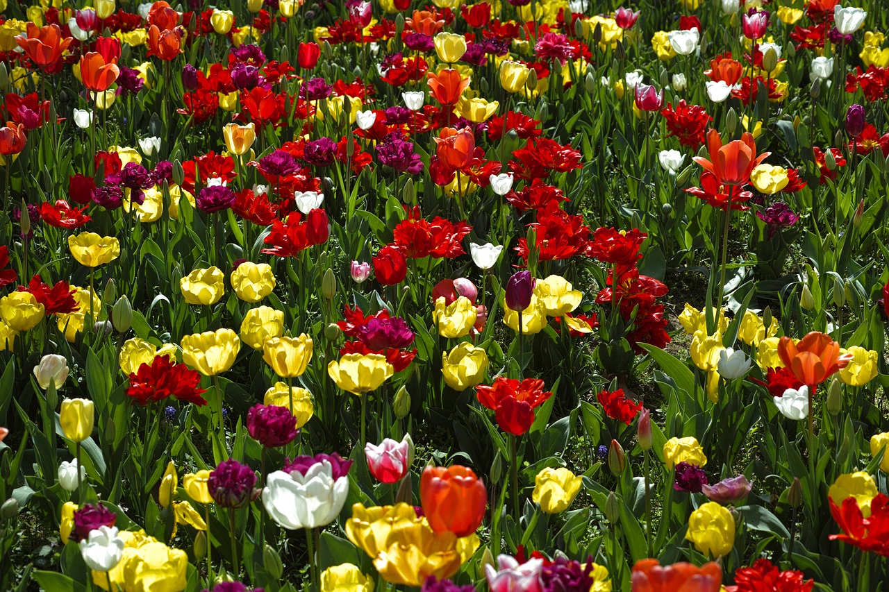 Tulpės, Gėlė, Gėlės, Gamta, Augalas, Gražus, Pavasaris, Makro, Sodas, Gėlių Paveikslėlis