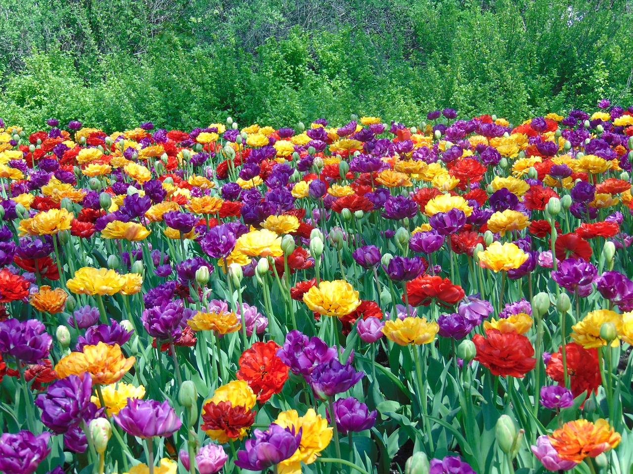 Tulpės, Gėlės, Laukas, Pavasaris, Gamta, Spalvinga, Parkas, Sodas, Lauke, Žolė