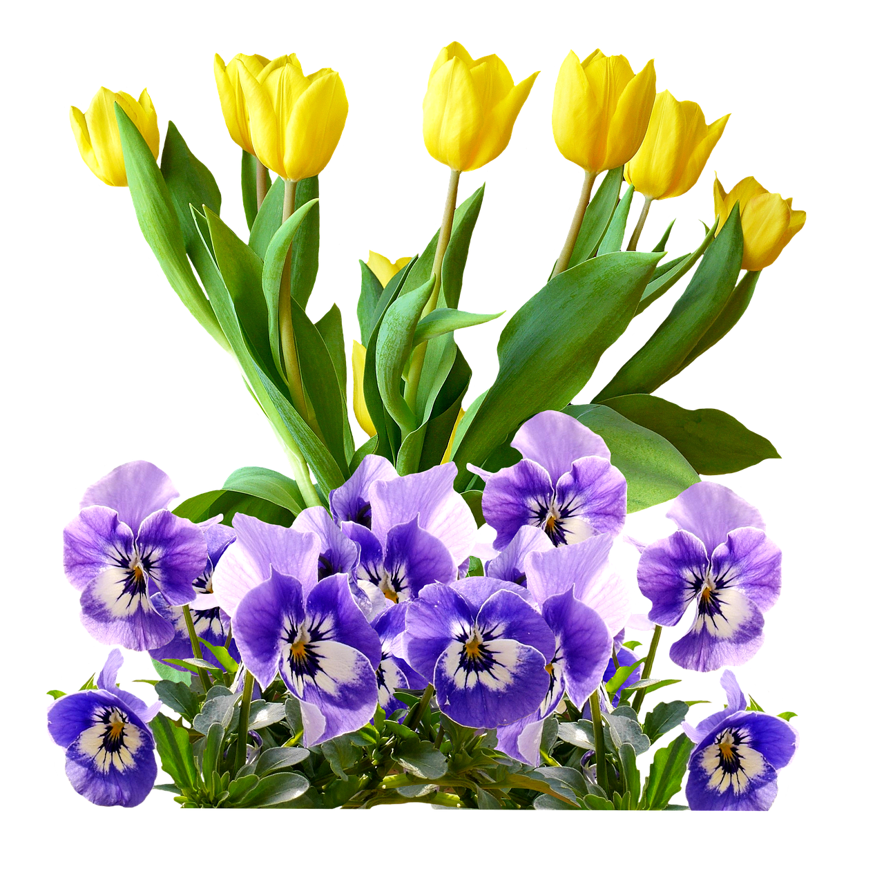 Tulpės, Pansy, Izoliuotas, Gėlės, Pavasaris, Violaceae, Žydėti, Sodas, Spalvoti, Augalas
