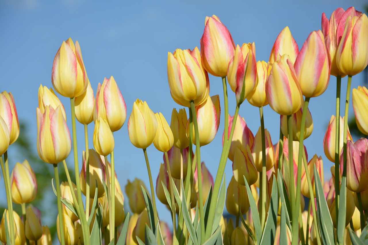 Tulpės, Gėlė, Gamta, Pavasaris, Daisy, Makro, Pavasario Gėlės, Uždaryti, Žalias, Gražus