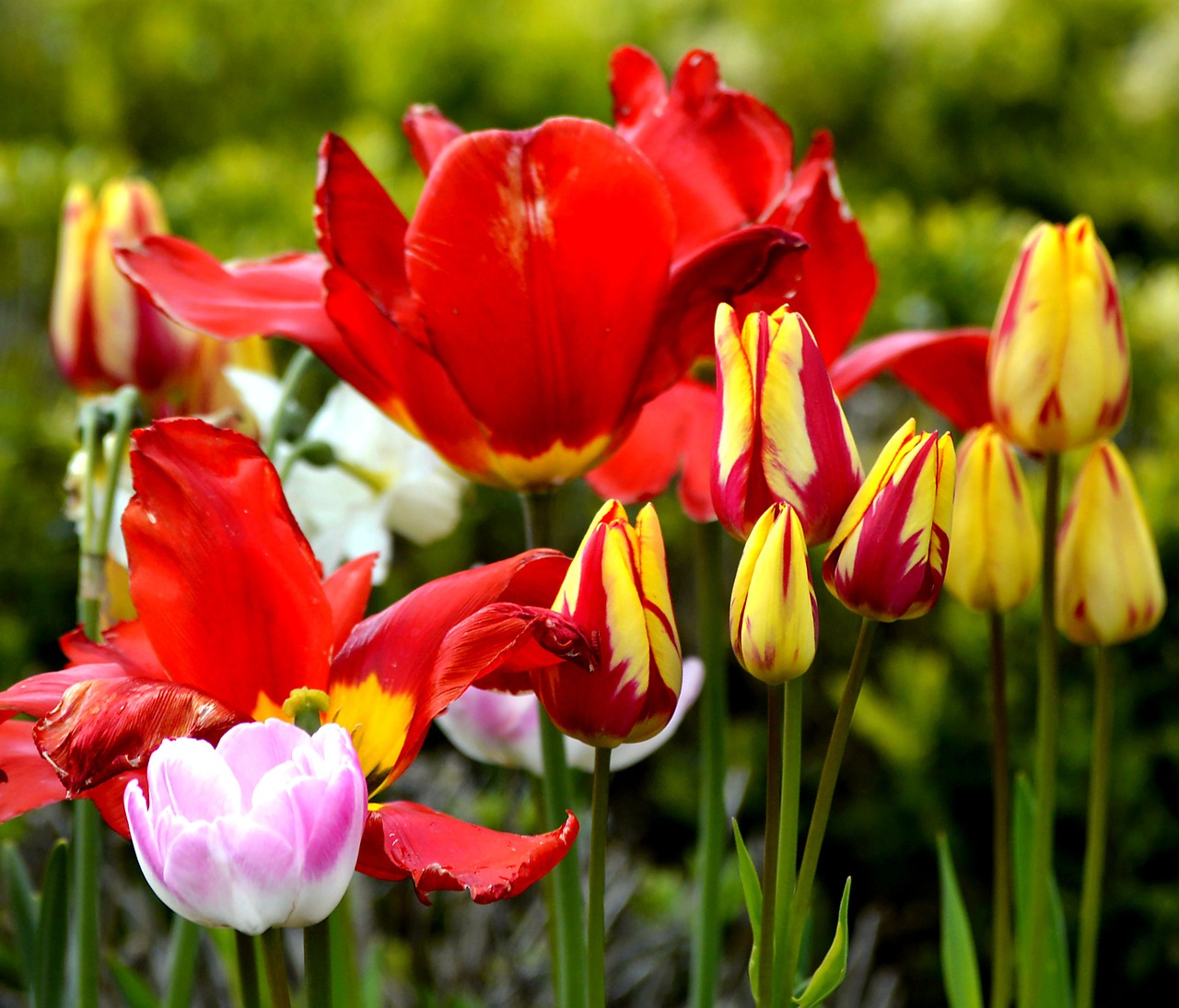 Tulpės, Spalvinga, Pavasaris, Gėlės, Žydėti, Federalinė Valdžia, Gamta, Augalas, Raudona, Šviesa