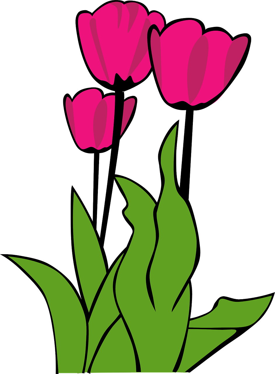 Tulpės, Rožinis, Gėlės, Gėlių, Pavasaris, Žiedai, Žydėti, Augalai, Žalias, Sodas